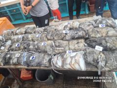 [군산] 군산바다하리호 9월 24일 쭈꾸미조황입니다