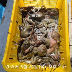 문어 장원 21마리 씨알이!