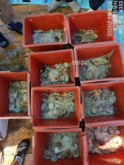 ~~*굵직굵직한 돌문어 마리수 좋아요~(주말예약가능)*~~