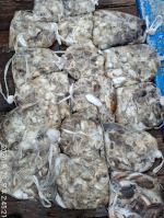 쭈갑조황 글만 보기