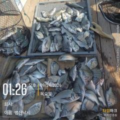 병산 감성돔35외 마리수 선상배 및 선외기흘림조황~~
