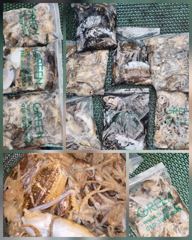 9월 24일(목) 체험낚시 조황 - 꽉 막힌 연휴 첫날 도로 뚫고 오신 보람! 풍성한 조과로 화답했습니다