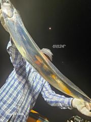 진도 << 일오삼호 >> 왕갈치 조황입니다. << 9/27(일)부터 출조 합니다 // 자리여유 많이 있습니다. >>