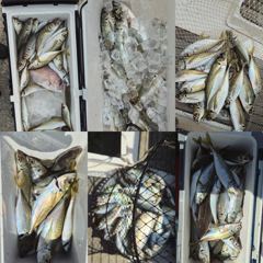 [거제] 지세포 수퍼 전갱이 조황