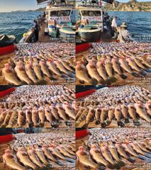 [고흥,녹동] 붉바리들 이정도는 잡아봐야지요 대박 붉바리조황입니다 9월24일