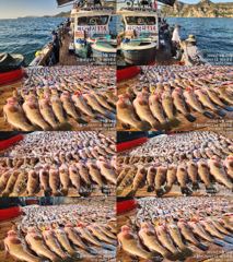 ♥붉바리들 이정도는 잡아봐야지요 대박 붉바리조황입니다[2026년09월24일] ※ 추석 명철 조사님들 잘보내시길 바랍니다 ◎ 해마루호가 뜨는이유? 조황때문이죠 ◎ 핵심포인트: ...