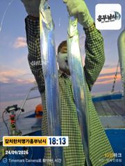 실시간대박 갈치터지다.겁나 올라옵니다 추석연휴 계속 출항