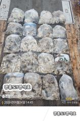9월24일(쭈~갑오징어출조)