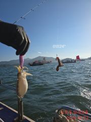 팔포항 모개섬피싱 주꾸미 조황 사진
