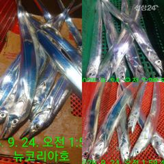 오늘도 출항합니다 먼바다로 신나게 추석연휴 즐겨볼까요~