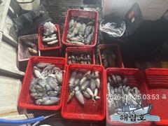9월24일 무늬오징어 팁런 조과입니다.