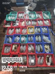 당포항 삼덕레저호 조황 사진