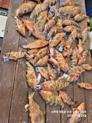 4짜붉바리,사이즈 좋은 농어,광어등 다잡아 조황