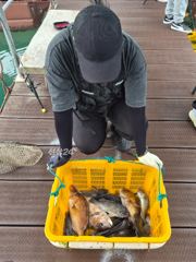 도비도항 도비도 낚시타운 조황 사진