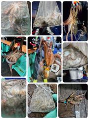 포항문어조황 오늘금요일 저녁5시 출조잡혀있습니다 모집중