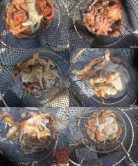 주.애긴덜므아팍~팍24스20수외마릿수손맛짱!!!