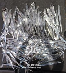 [진해] 25일,입항<내만갈치>씨알,마릿수 끝장나게go~일,월~예약중
