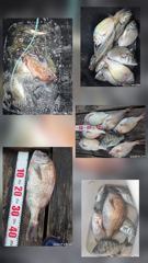 [거제] 거제어구수성호 감성돔 참돔 등 금일조황