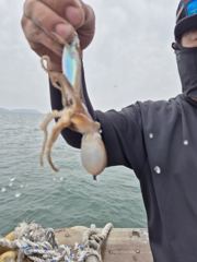 9월25일 쭈꾸미 갑오징어 조황