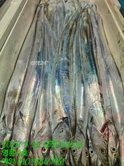 (14석통영명륜3호)은빚 갈치 사냥 다녀왔습니다 쿨러구경 밤새도록 고생하셨습니다(계속예약가능)