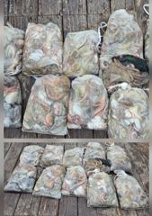 전투 돌문어 내일 여유자리 있습니다~