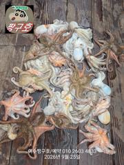 여수 짱구호 9월25일(금) 문어 호조황