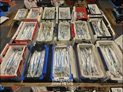 "준내만갈치" 3지4지!! 화끈한 손맛보며 쿨러 묵직하게 담았습니다!! [일요일예약가능] 010-7660-2435