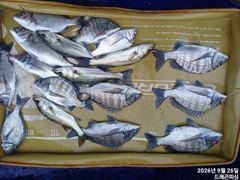 [고성] 가을 감시 35-30사이 마리수 일욜 자리여유