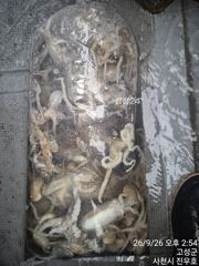 26일 열분 왕쭈꾸미 피딩받고 65수 전,후로 잡았습니다, 오늘…