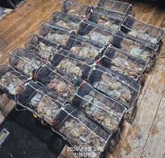 [진해] (문어)美친피딩 30수24수 마릿수 폭팔~강민호(27일 예약)