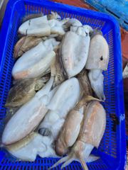 9월26일 [[오천항 마운틴호]]가을 왕쭈구미/갑오징어 멋지게 잡아내주신 조황소식~~