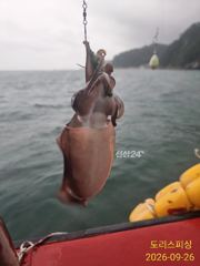 팔포항 도리스피싱 갑오징어 조황 사진