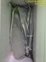 변덕스런내만갈치