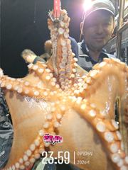 ★ 어려운 날에도 1.42kg 덩어리! ★ 군산 뉴세븐호 9월 26일 야간문어 조황