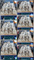 26시즌 9월 26일 군산 뉴 블루스타호 쭈꾸미 24일차 사리물때 마리수 기본 조황.