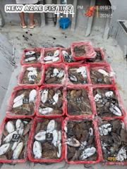 팔포항 뉴아재피싱 갑오징어 조황 사진