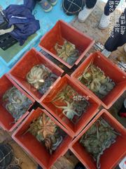 ~~*돌문어 키로급외,중치급들 손맛, 마리수 좋아요~(낼예약가능)*~~