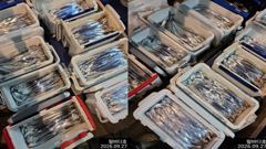 내만칼치 소수인원이라도 무조건 달려보겠습니다~ 추석연휴 출조합니다! 연락주세요~
