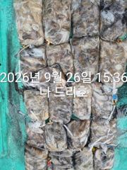 26일, 군산주꾸미~갑이랑 연일 잘 나오네요~쭈,갑이 씨알 좋아요~굿조황~군산낚시프라자 나드리호