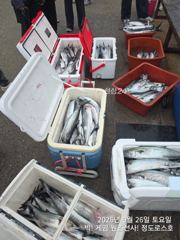 [경주] 대삼치/중삼치/대고시 & 무늬오징어 팁런조황! (월/화/수-모집…