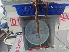 [진해] "돌문어" 2.2Kg1.6Kg1.3gK외KKK들 132수 팍~팍…