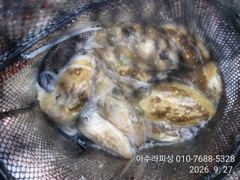 삼천포 아수라피싱 갑오징어 조황