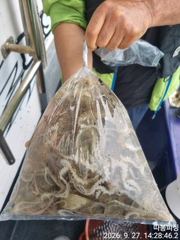 27일 왕쭈꾸미 사리물때 조항 좋습니다 ~28일 월욜 예약가능 합니다
