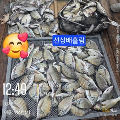 병산 감성돔44외 엄청마리수 선상배 및 선외기흘림조황~~
