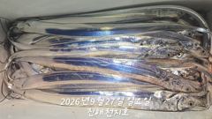 [진해] 27일 입항 내만 갈치 루어,텐빈,텐야 잘물어주네요!!손맛찐~하…