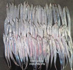 27일,입항<내만갈치>씨알,마릿수good~월,화,수~예약가능