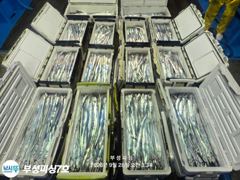 [부성피싱7]왕칼치 통영홍도권 갈치입성 씨알 좋습니다 전원 쿨러가득~내일부터출조 예약가능