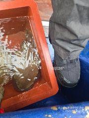 9월27일 대사리문어조황