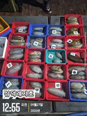 [팁런] 갈도 ~욕지,무시,고구마들(일요일,소수인원,출항확정)