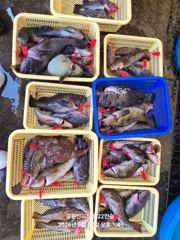 2026년 9월27일 락피싱 조황!!